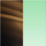black-tortoise-green